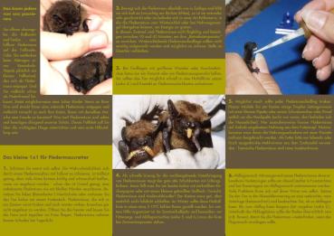 Faltblatt 'Hilfe für verirrte, erschöpfte oder verletzte Fledermäuse' (Seite 2)